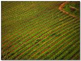 Tuscan Landscape in Spring Photo Gallery by Mattana at pbase.com