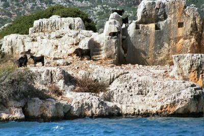 Goats on a tiny island ruin