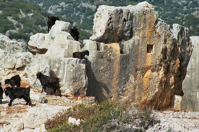 Goats on a tiny island ruin