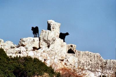 Goats on a tiny island ruin