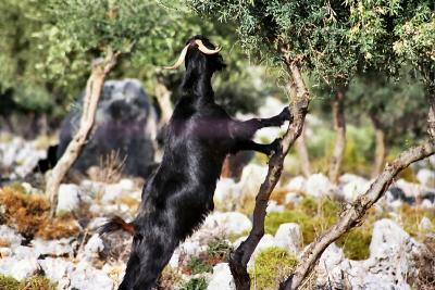 Goat climbing tree