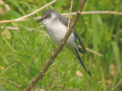 u49/mctodd/medium/29016358.ashyminivet.jpg