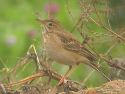 Richards Pipit