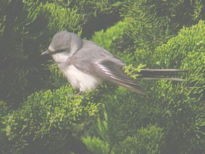 Ashy Minivet
