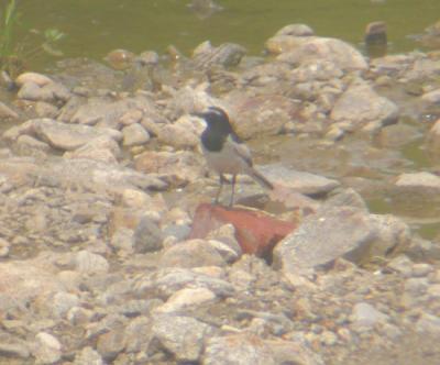 Japanese Wagtail