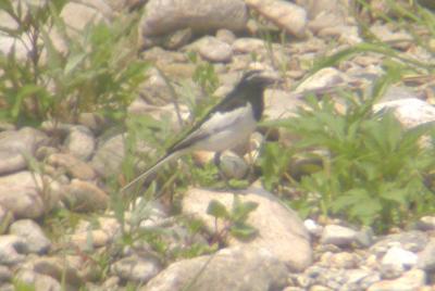 Japanese Wagtail