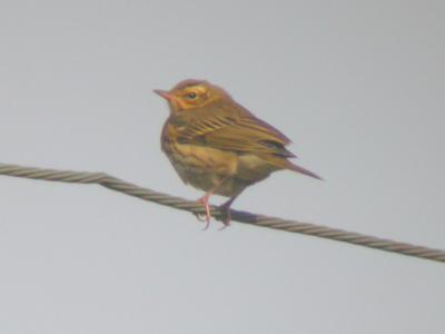 Olive-backed Pipit