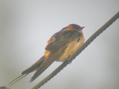 Red-rumped Swallow