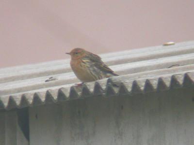 Red-throated Pipit