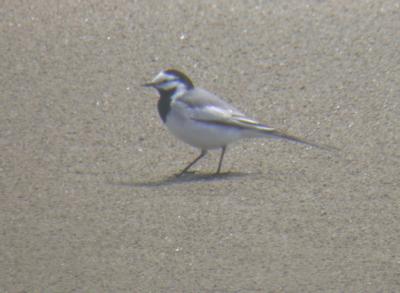 White Wagtail