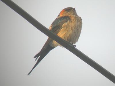 Red-rumped Swallow