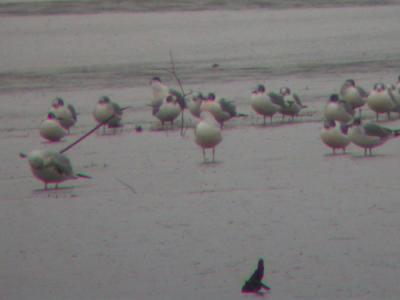 Franklin's Gulls