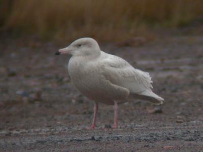 Glaucous Gull