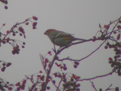 u49/mctodd/medium/36927660.PineGrosbeak2.jpg