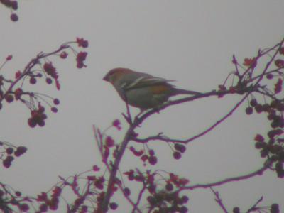 Pine Grosbeak