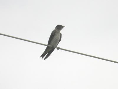 Purple Martin