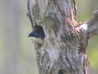 Tree Swallow