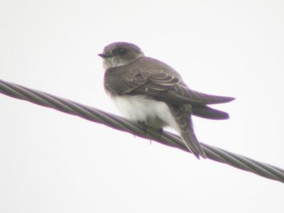 Tree Swallow