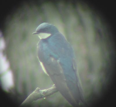 Tree Swallow