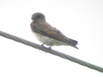 Northern Rough-winged Swallow