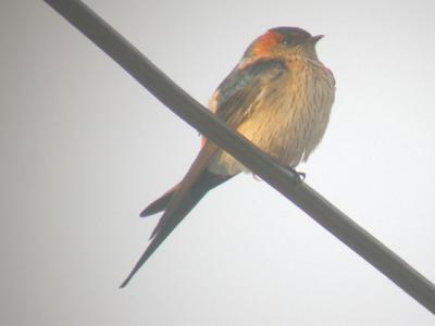 Red-rumped Swallow