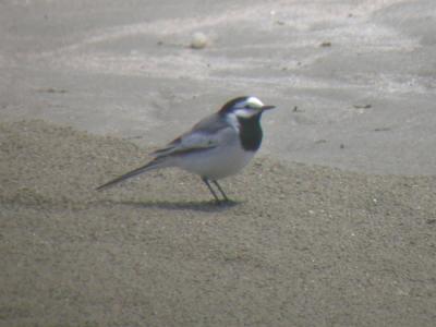 White Wagtail
