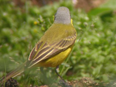 Yellow Wagtail