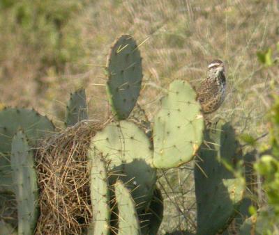 Cactus Wren