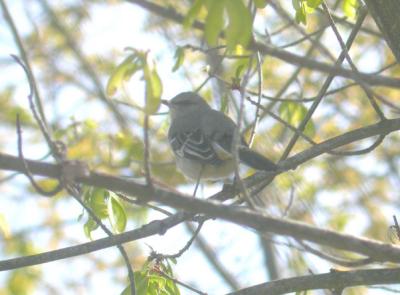 Northern Mockingbird