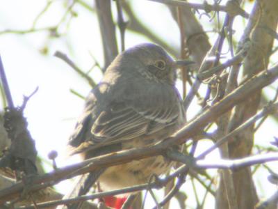 Sage Thrasher