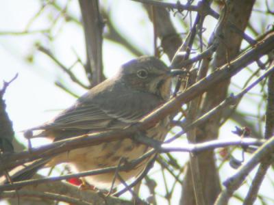 Sage Thrasher