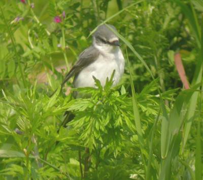Ashy Minivet