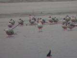 Franklins Gulls