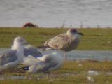Lesser Black-backed Gull
