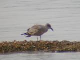 Lesser Black-backed Gull