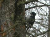 Black-backed Woodpecker