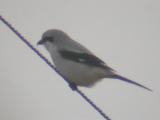 Northern Shrike