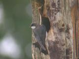 Tree Swallow