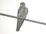 Bank Swallow