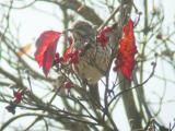 Sage Thrasher