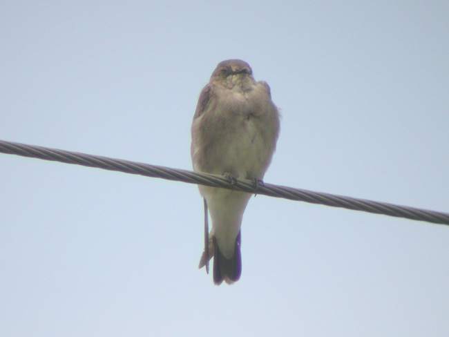 Northern Rough-winged Swallow