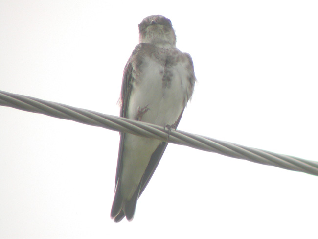 Bank Swallow
