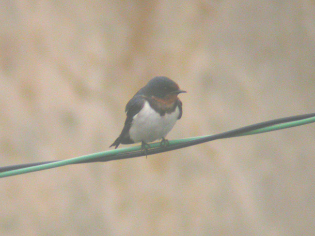Barn Swallow