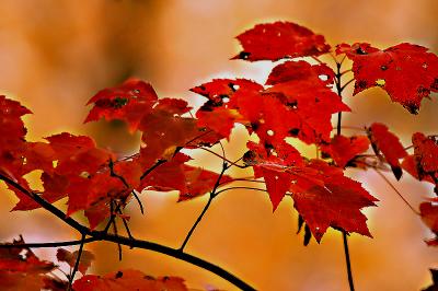 colors_of_autumn