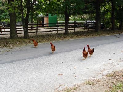 Why did the chicken cross the road?