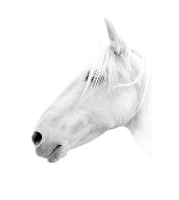'Sunshine' - my neighbors palomino