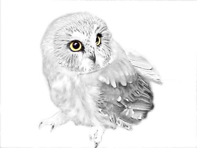 Sawhet Owl