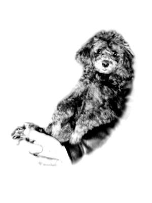 My Brothers  Dog BA - from low resolution photo