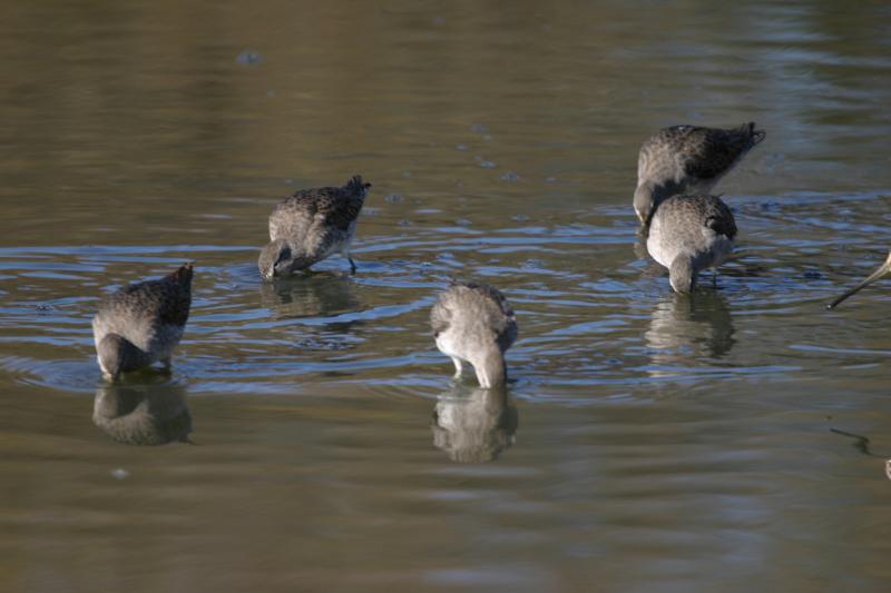 Longbilled Dowitchers