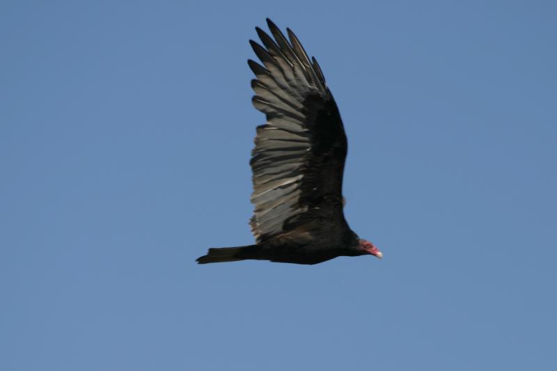 Turkey Vulture in flight